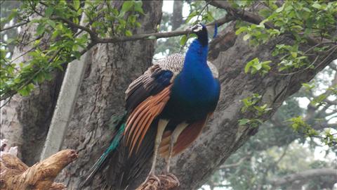 Peacock is a national Bird