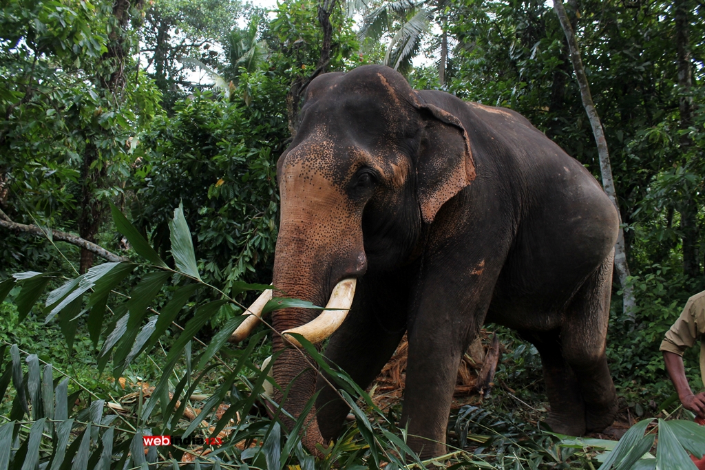 Kerala Elephant