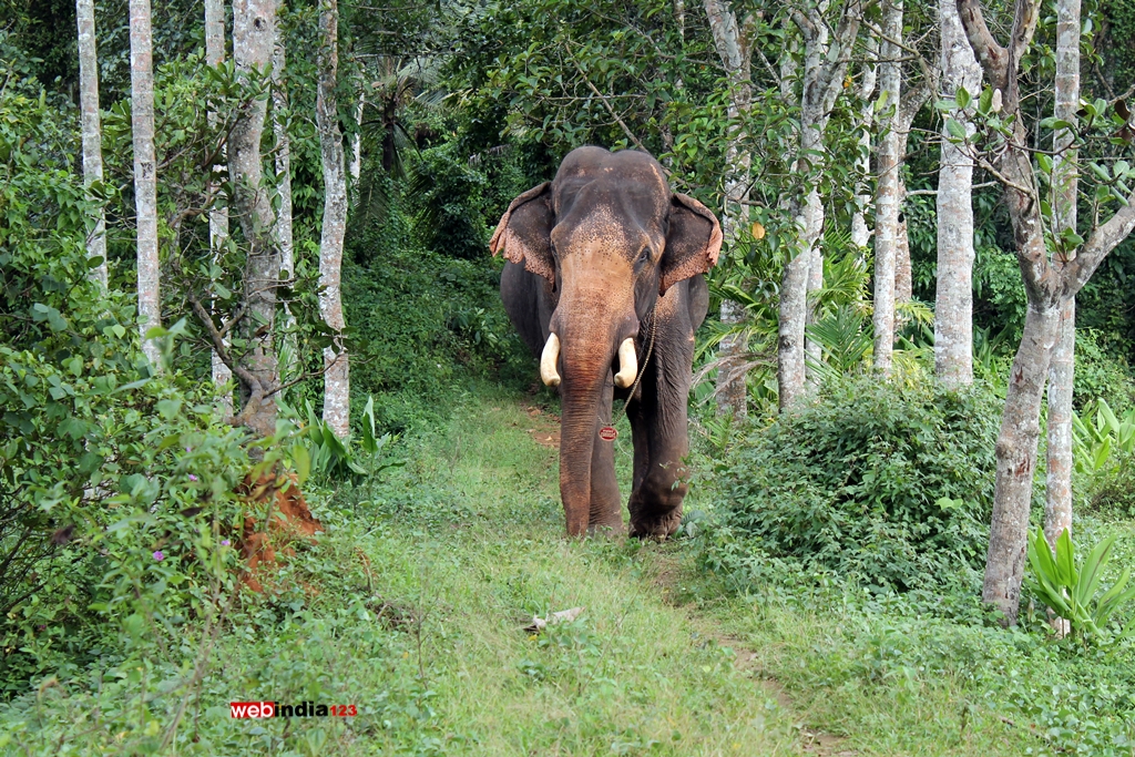 Kerala Elephant