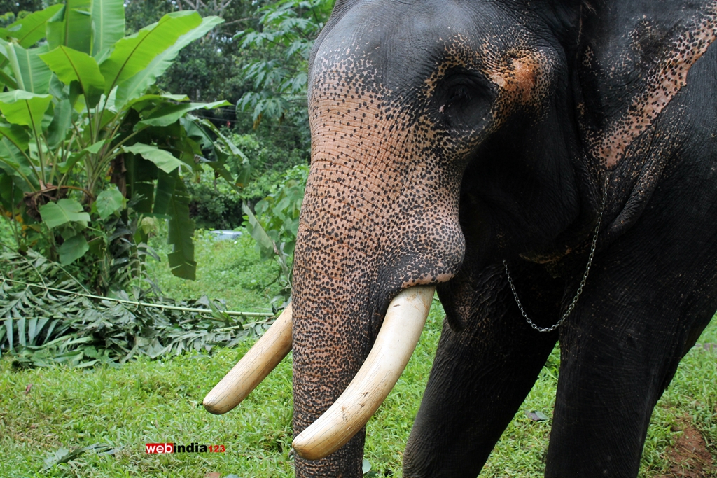 Kerala Elephants