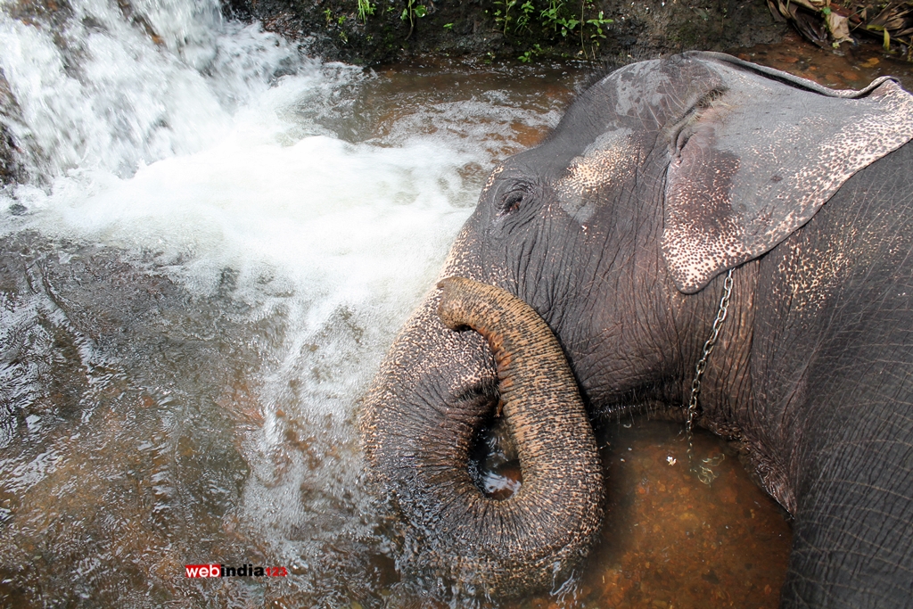 Bathing Elephant