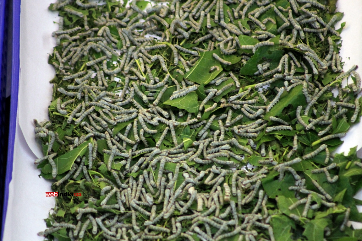 silkworm (Bombyx mori)