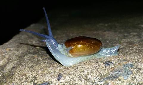 beautiful snail