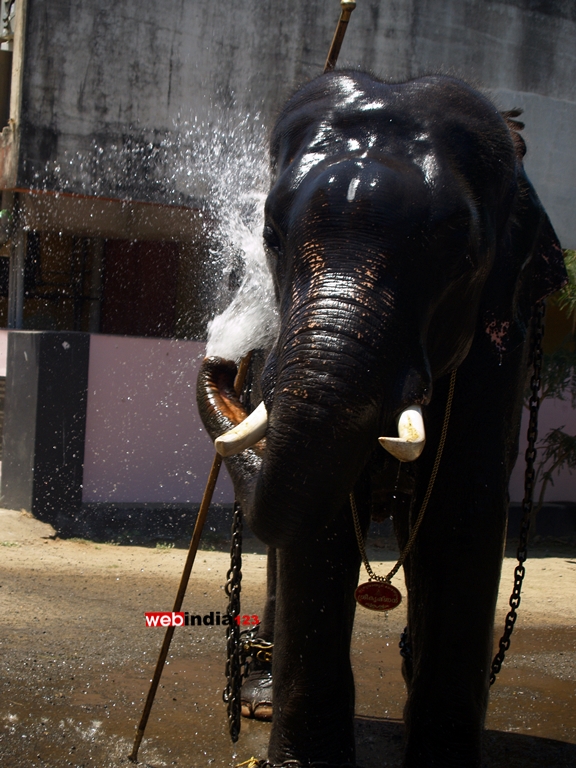 Elephant bathing at Guruvayoor Temple premises