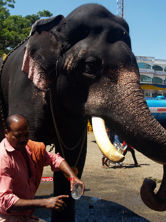 Elephants at Guruvayoor Temple premises