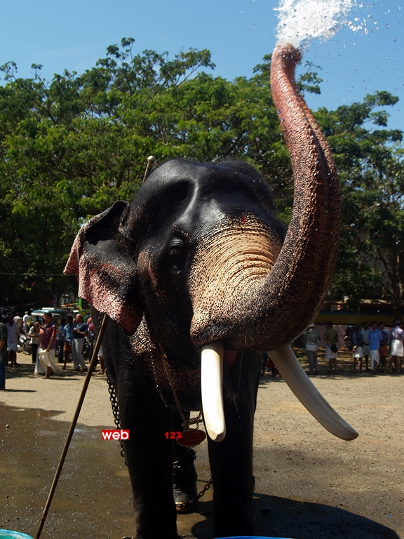 Elephant bathing at Guruvayoor Temple premises