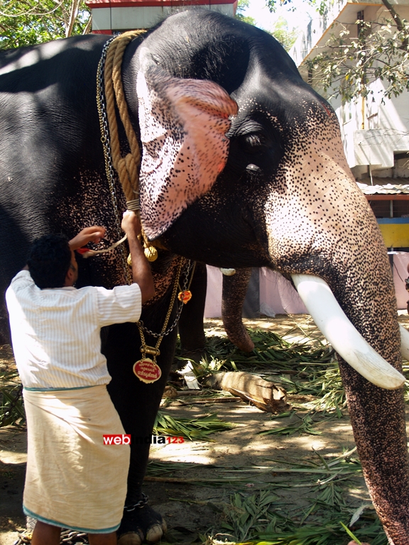 Elephants at Guruvayoor Temple premises