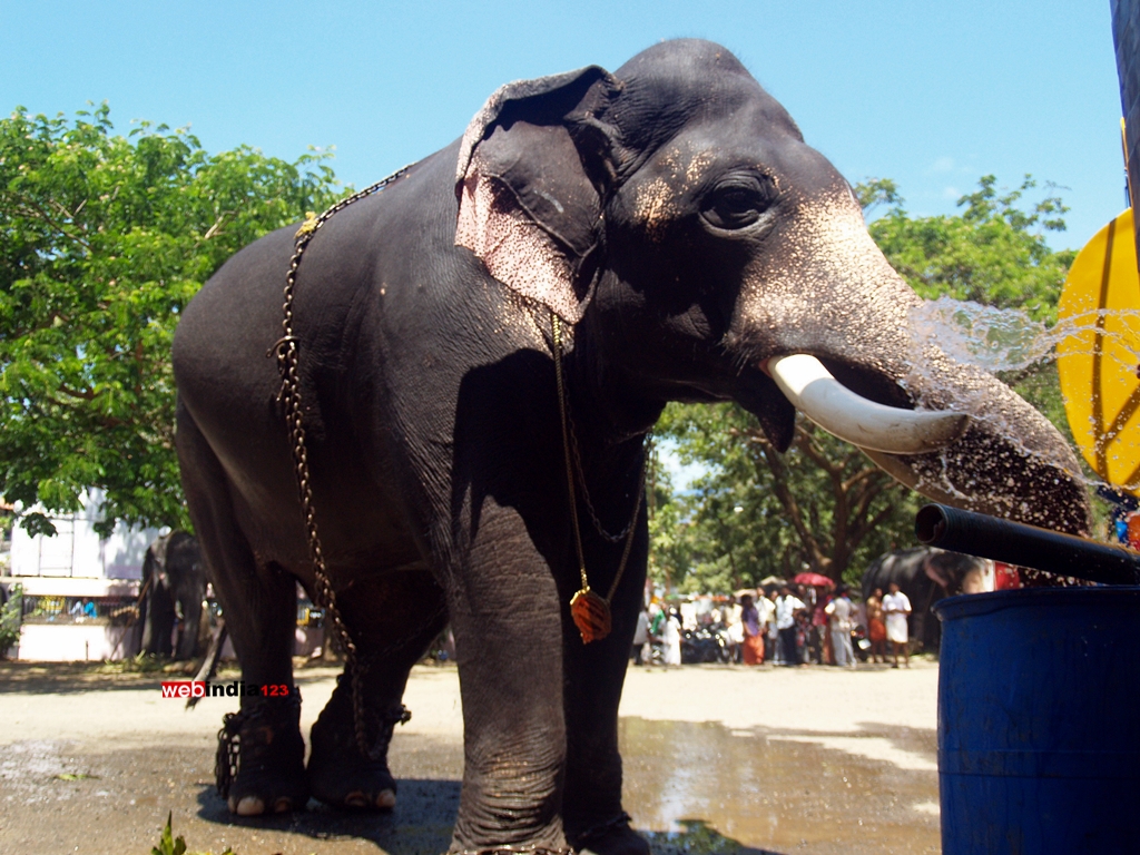Elephant at Guruvayoor Temple premises.