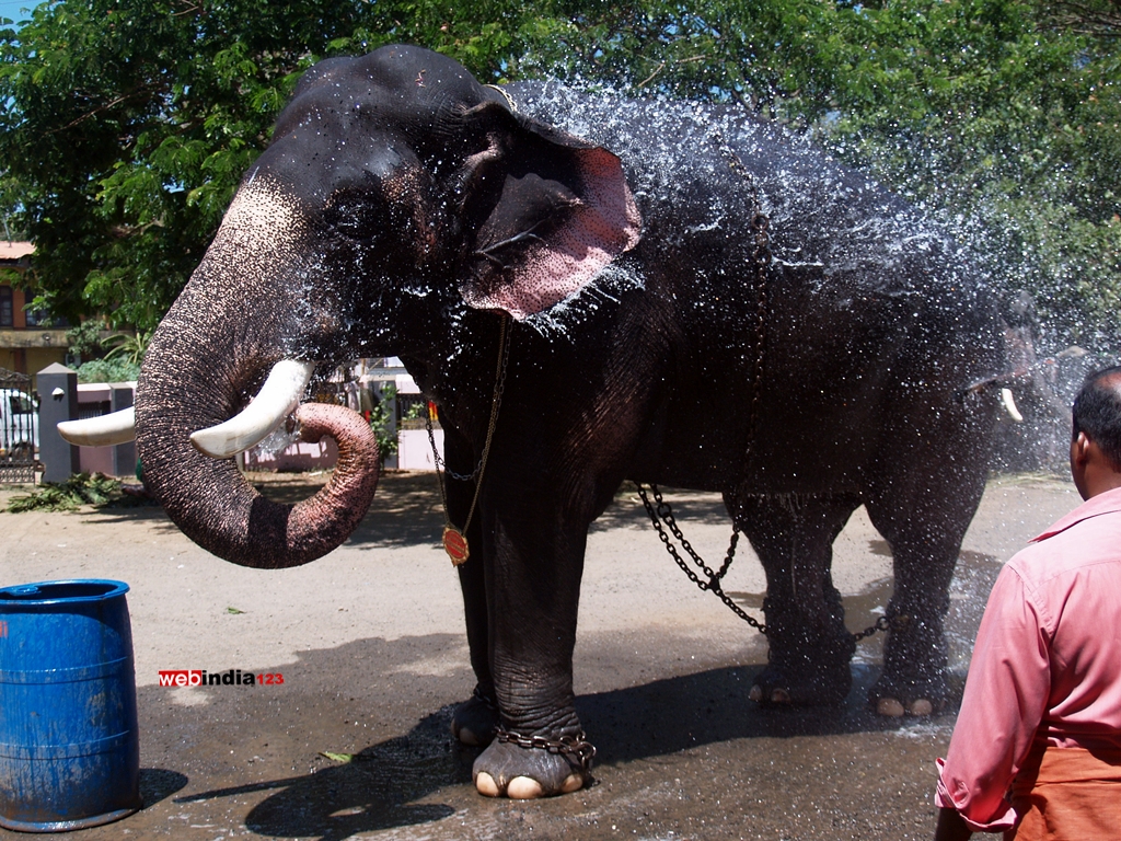 Elephant bath at Guruvayoor Temple premises.