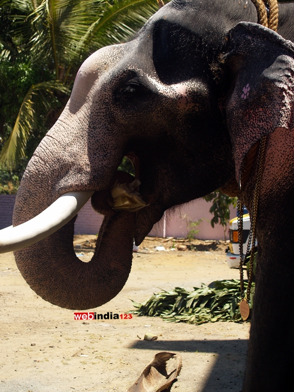 Elephants at Guruvayoor Temple premises