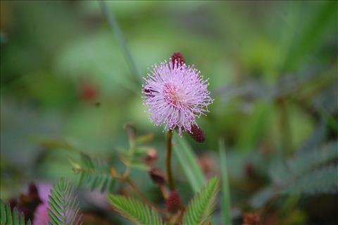 Flower pinky