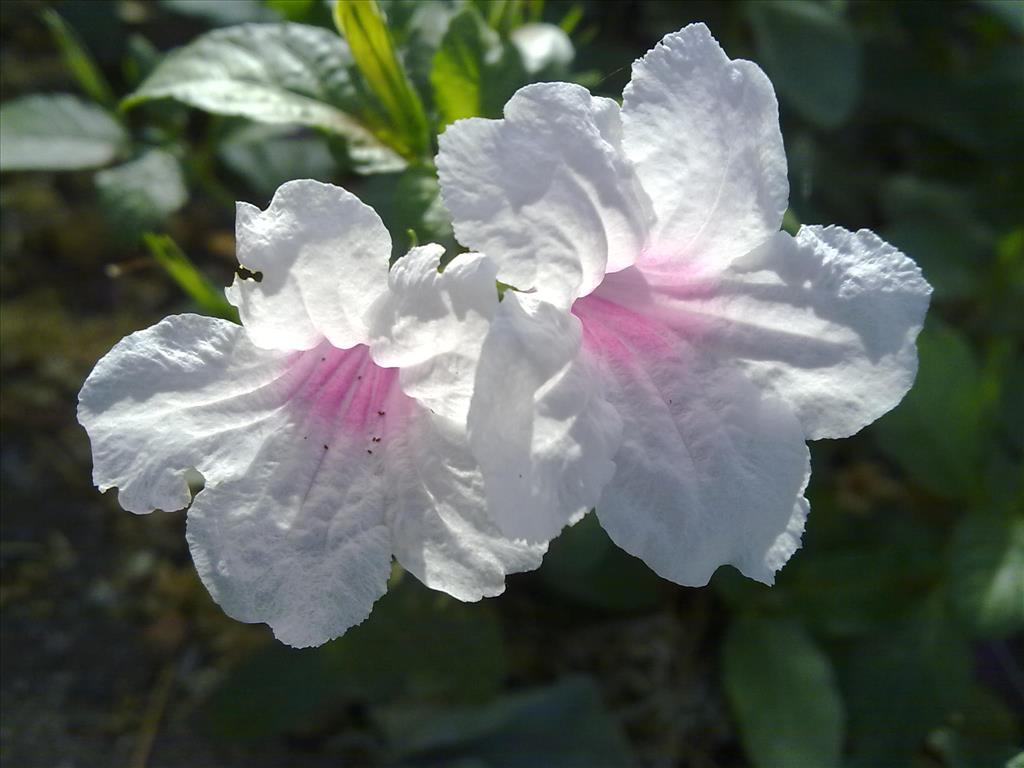White Flowers With Pink Center