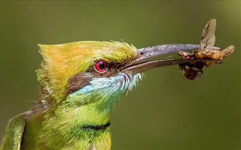 Green bee eater with prey