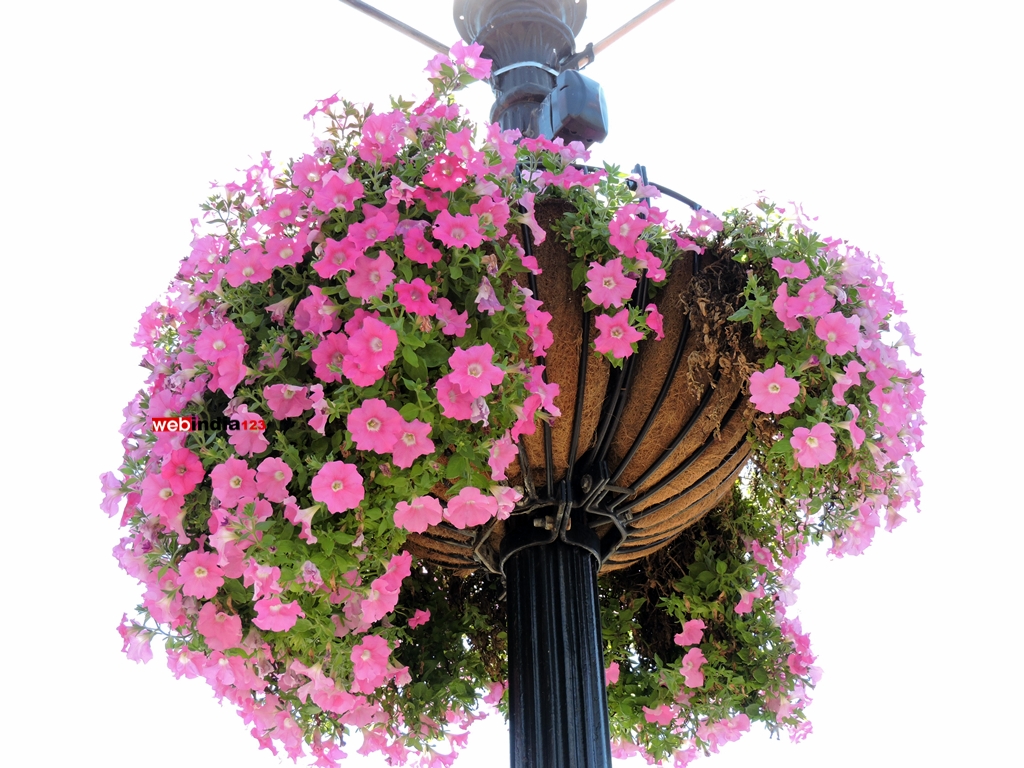 Fuchsia Flowers on Georgetown Street Lamps at Washington Harbour