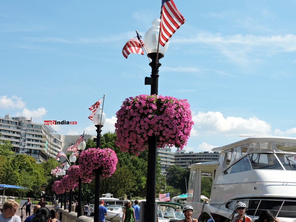 Fuchsia Flowers on Georgetown Street Lamps