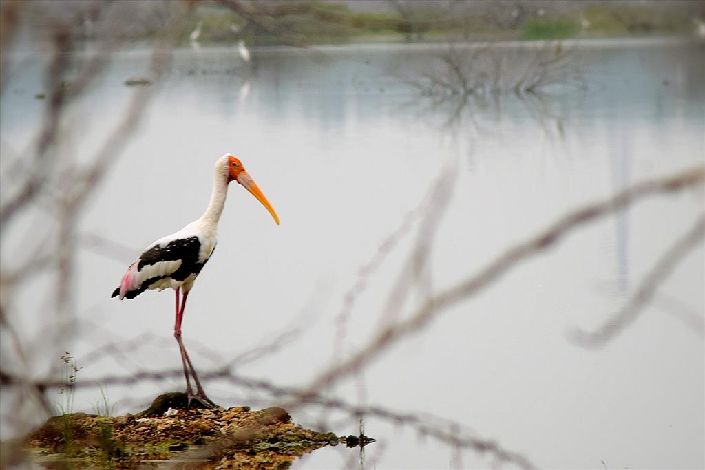 Painted stork