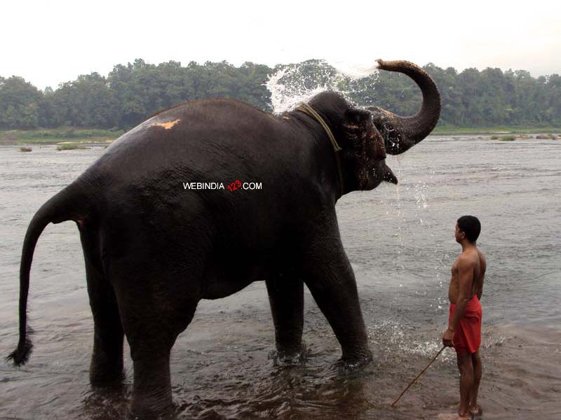 Bathing Elephant at Kodanad