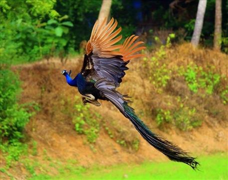Flying Peacock...