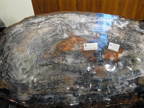 Petrified Wood Tabletop at the National Museum of Natural History