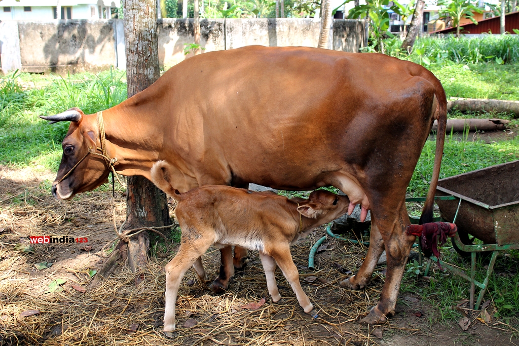 Mother Cow Giving Milk To Little Calf