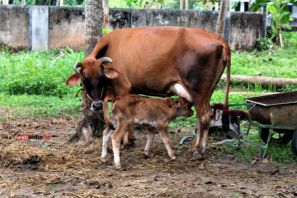 Mother Cow Giving Milk To Little Calf