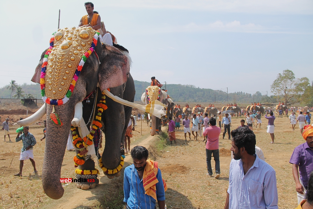Elephants - Uthralikkavu Pooram 2016