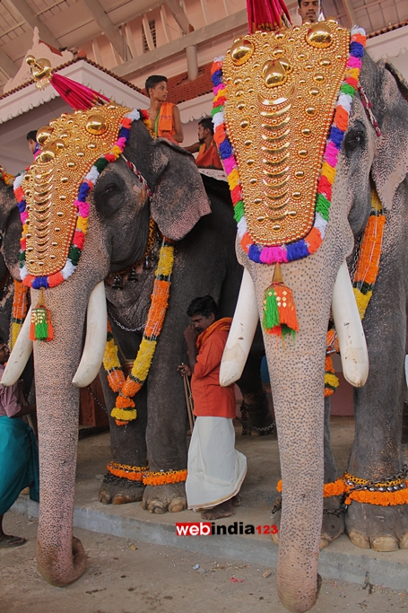 Elephants - Uthralikkavu Pooram 2016