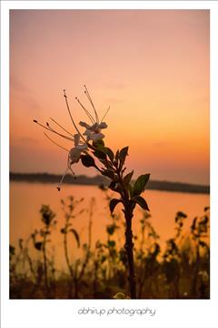 Flower in dusk time (natural view)