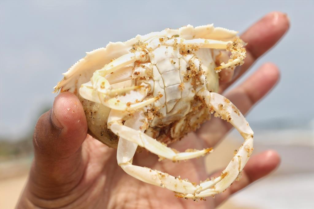 A dead crab at seashore
