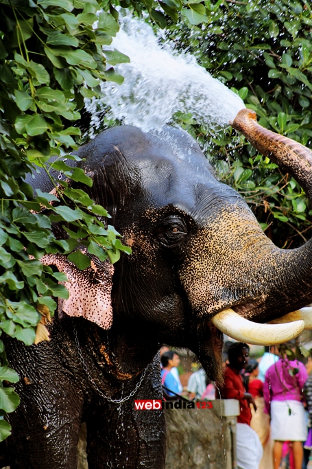 Bathing Elephant - Thrissur Pooram 2016