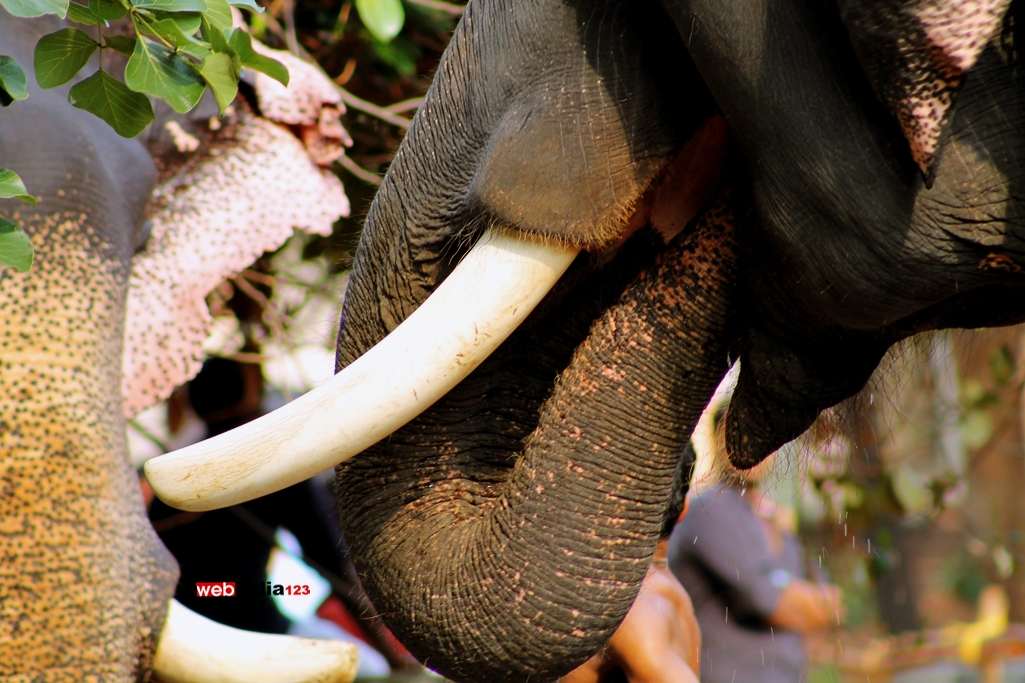 Elephants - Thrissur Pooram 2016