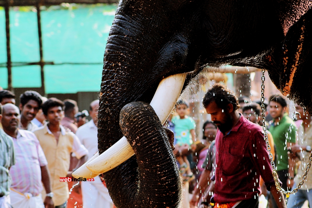 Elephants - Thrissur Pooram 2016