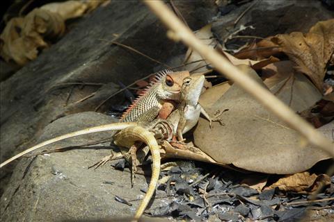 Oriental Garden lizard mating