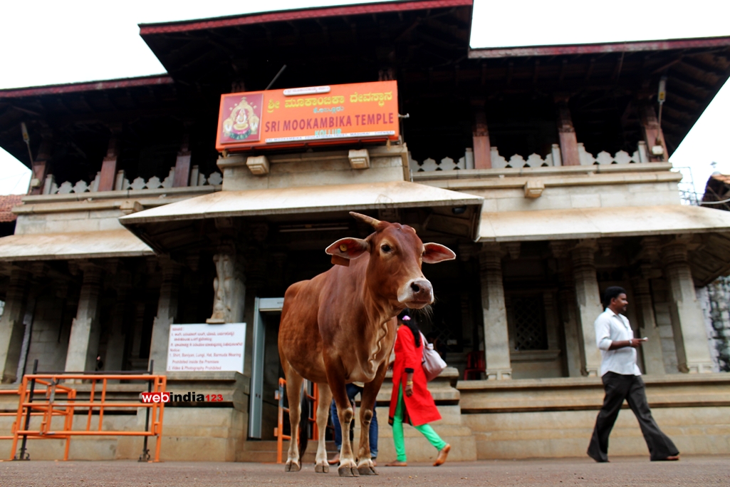 Cow infront of Kollur Sri Mookambika Temple