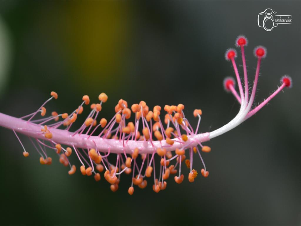 Hibiscus Flower Stamens