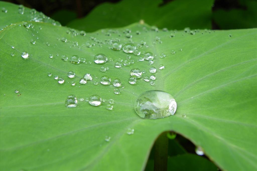 Dews on Colocasia or Tarul leaf