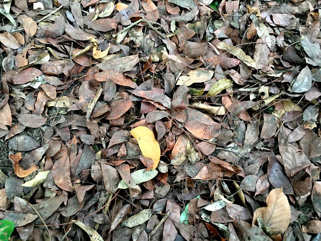Fallen Leaves on the ground