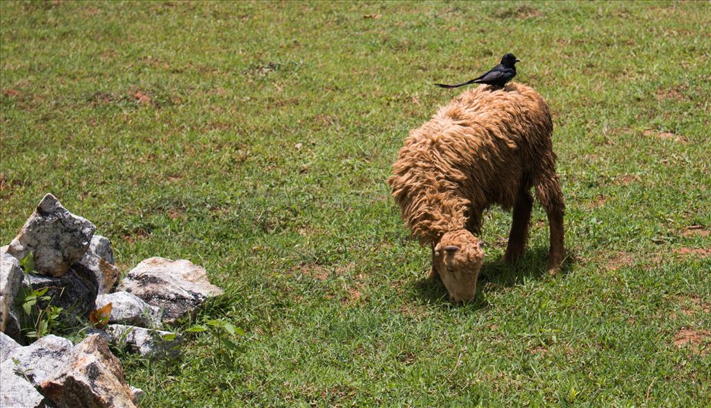 Bird-Sheep relation