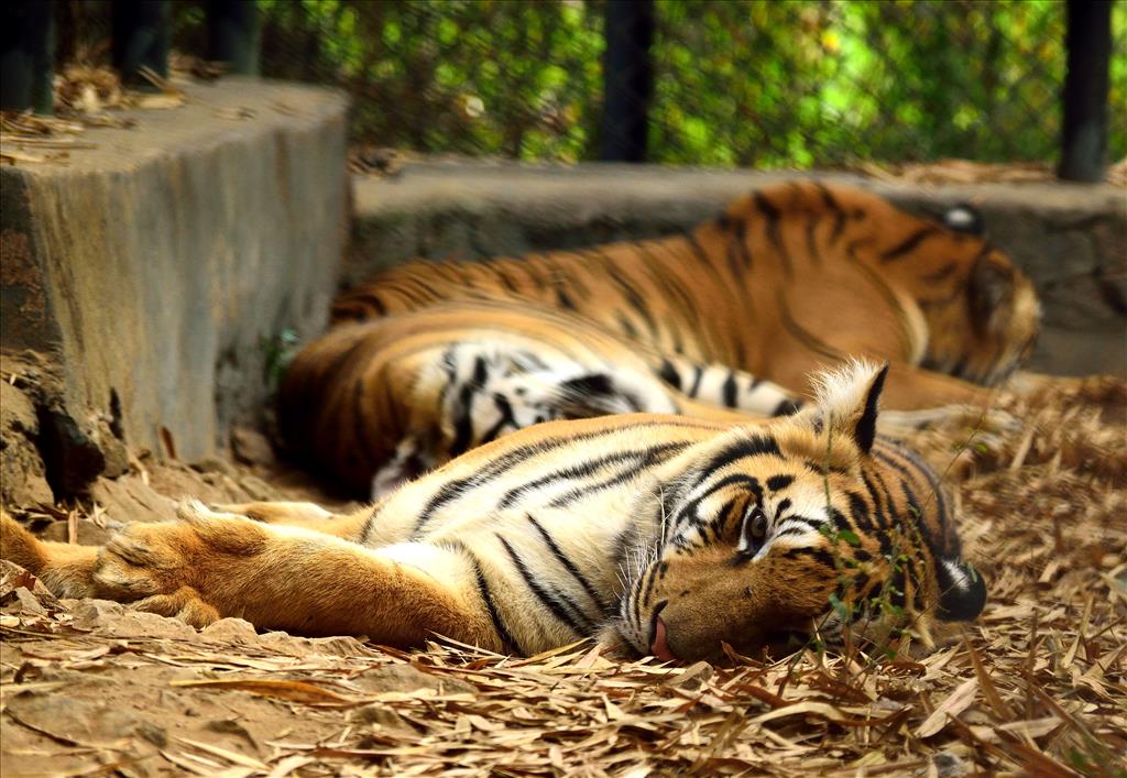 Arignar Anna Zoological Park, Chennai- Vandalur Zoo
