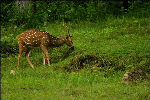 Parambikulam Tiger Reserve (Parambikulam Wildlife Sanctuary)