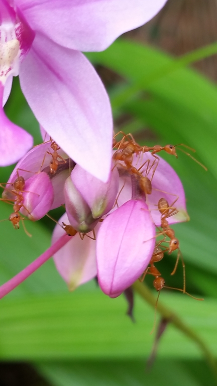 Ants in Orchid Flower