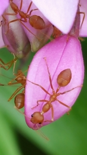 Ants in Orchids