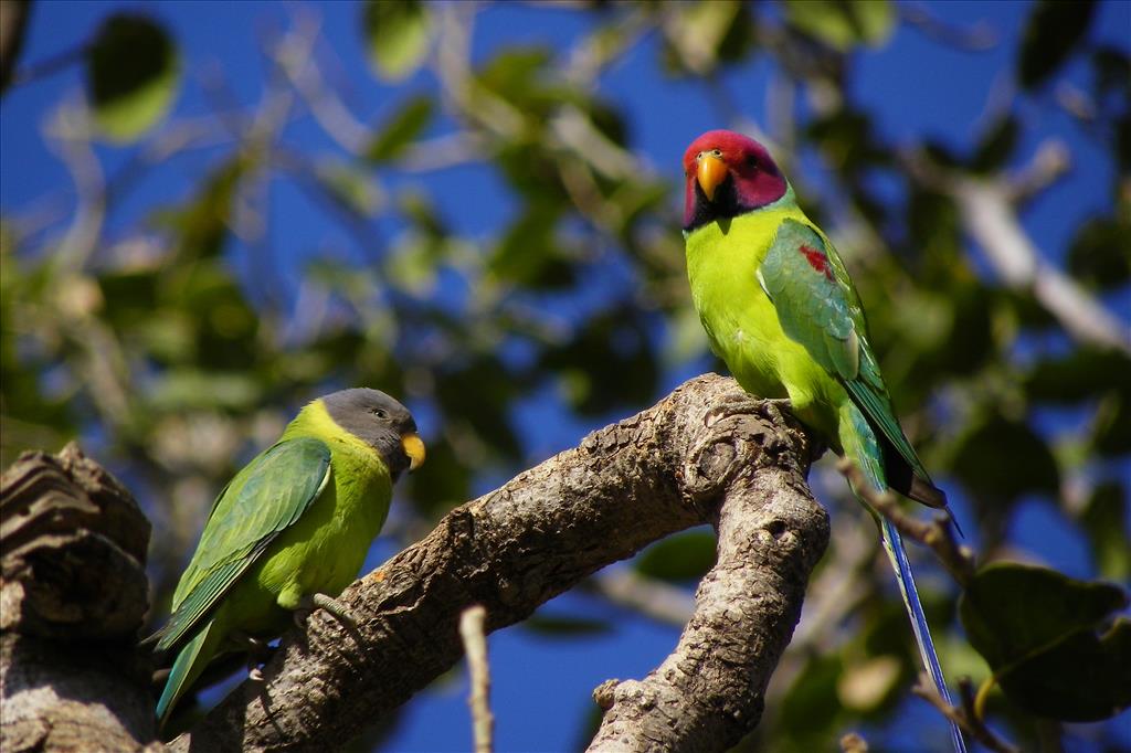 Plum headed parakeet pair