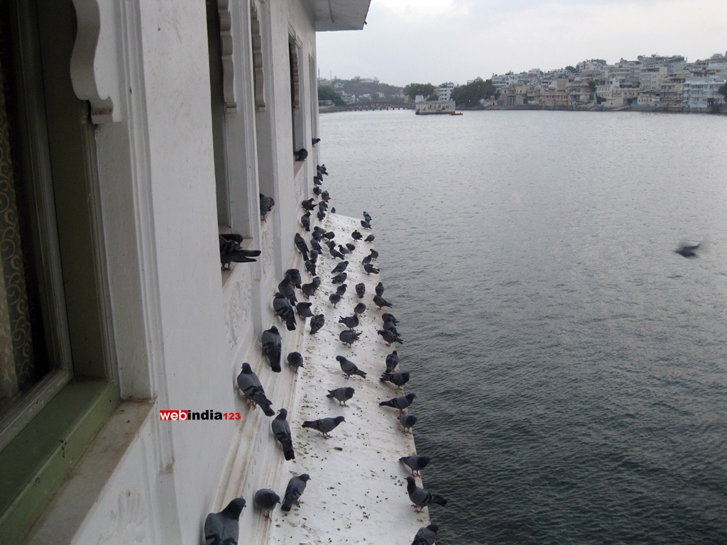 Pigeons crowd at the outside of Taj Lake Palace