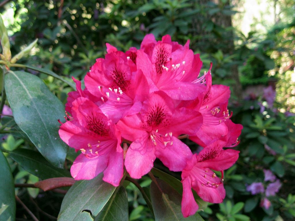 Pink Colour Flower