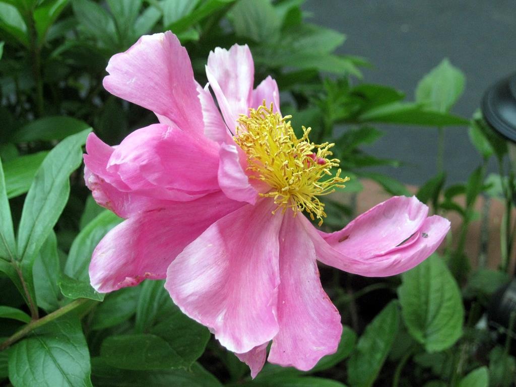 Lailac Colour Flower