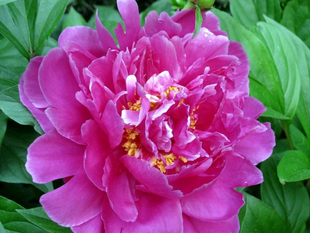 Pink Colour Flower