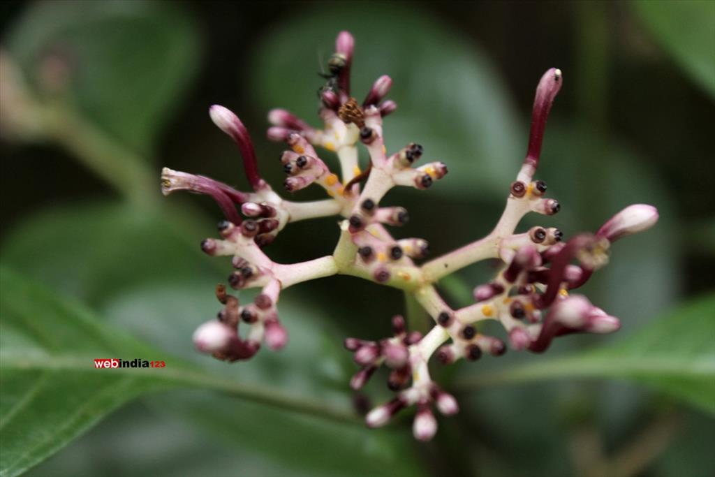Rauwolfia serpentina (Sarpagandha)