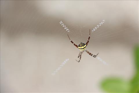 Widlife-Spider