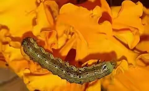 Worm in marigold flowers